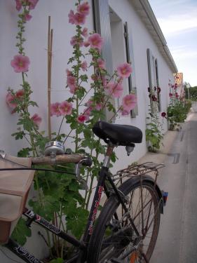 Photo 24 : NC d'une maison située à La Flotte-en-Ré, île de Ré.