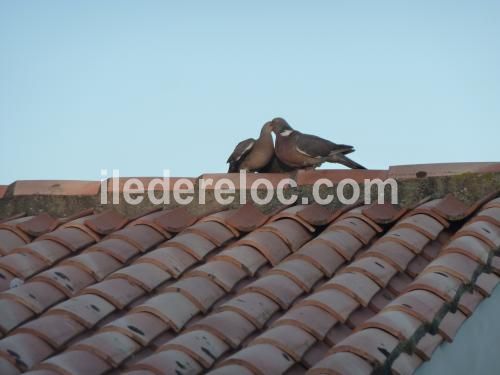 Photo 12 : EXTERIEUR d'une maison située à Le Bois-Plage-en-Ré, île de Ré.