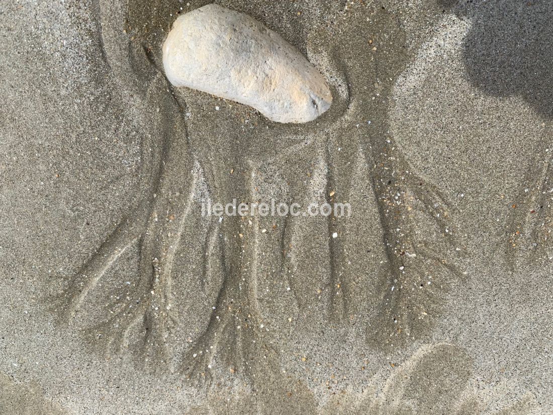 Photo 18 : AUTRE d'une maison situ&eacute;e &agrave; Le Bois-Plage-en-R&eacute;, &icirc;le de R&eacute;.