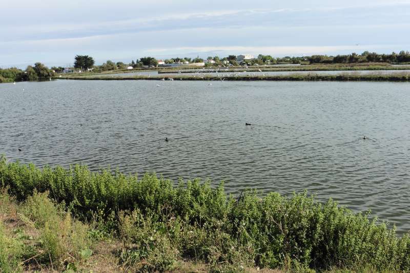 Photo 25 : NC d'une maison située à La Couarde-sur-mer, île de Ré.