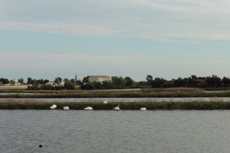 Photo 22 : EXTERIEUR d'une maison située à La Couarde-sur-mer, île de Ré.