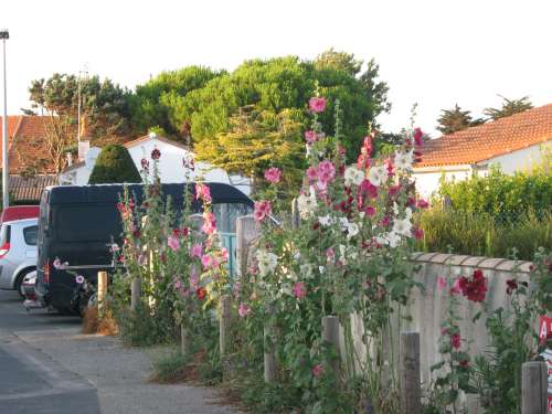 Photo 21 : AUTRE d'une maison située à Ars en Ré, île de Ré.