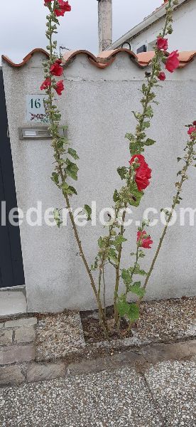 Photo 33 : EXTERIEUR d'une maison située à Sainte-Marie-de-Ré, île de Ré.