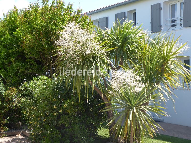 Photo 41 : EXTERIEUR d'une maison située à La Couarde-sur-mer, île de Ré.