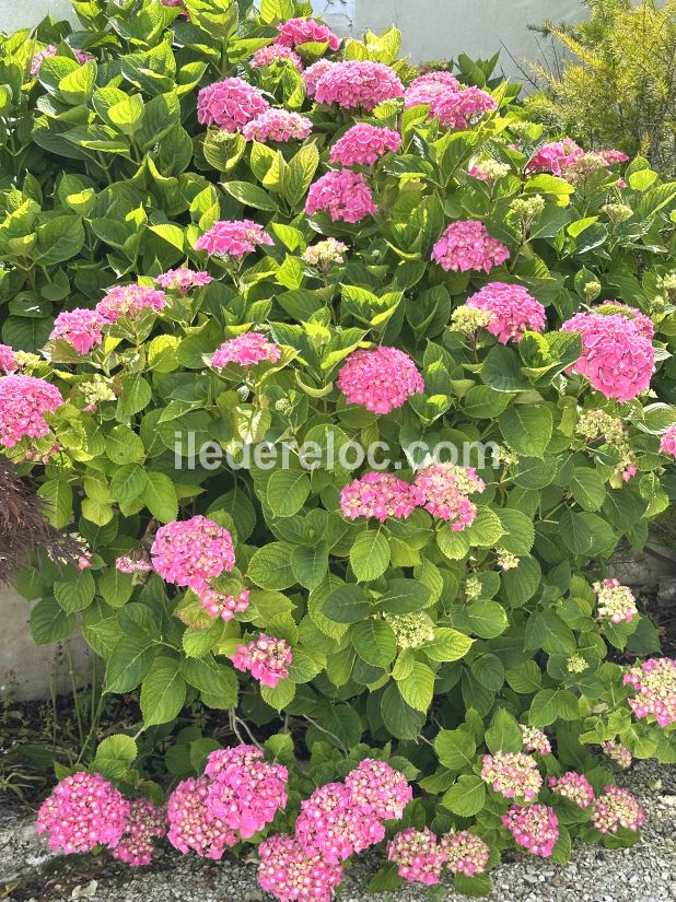 Photo 11 : NC d'une maison située à La Couarde-sur-mer, île de Ré.