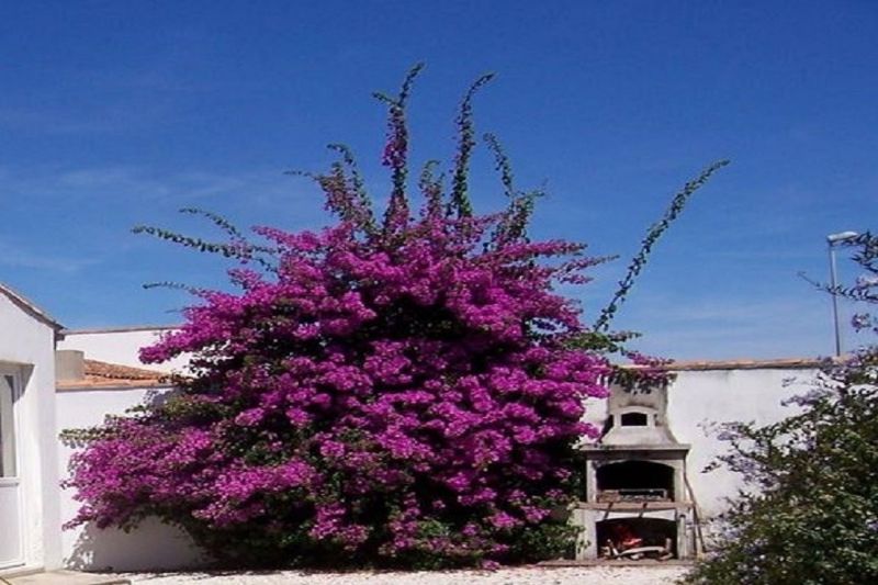 Photo 3 : NC d'une maison située à Ars, île de Ré.