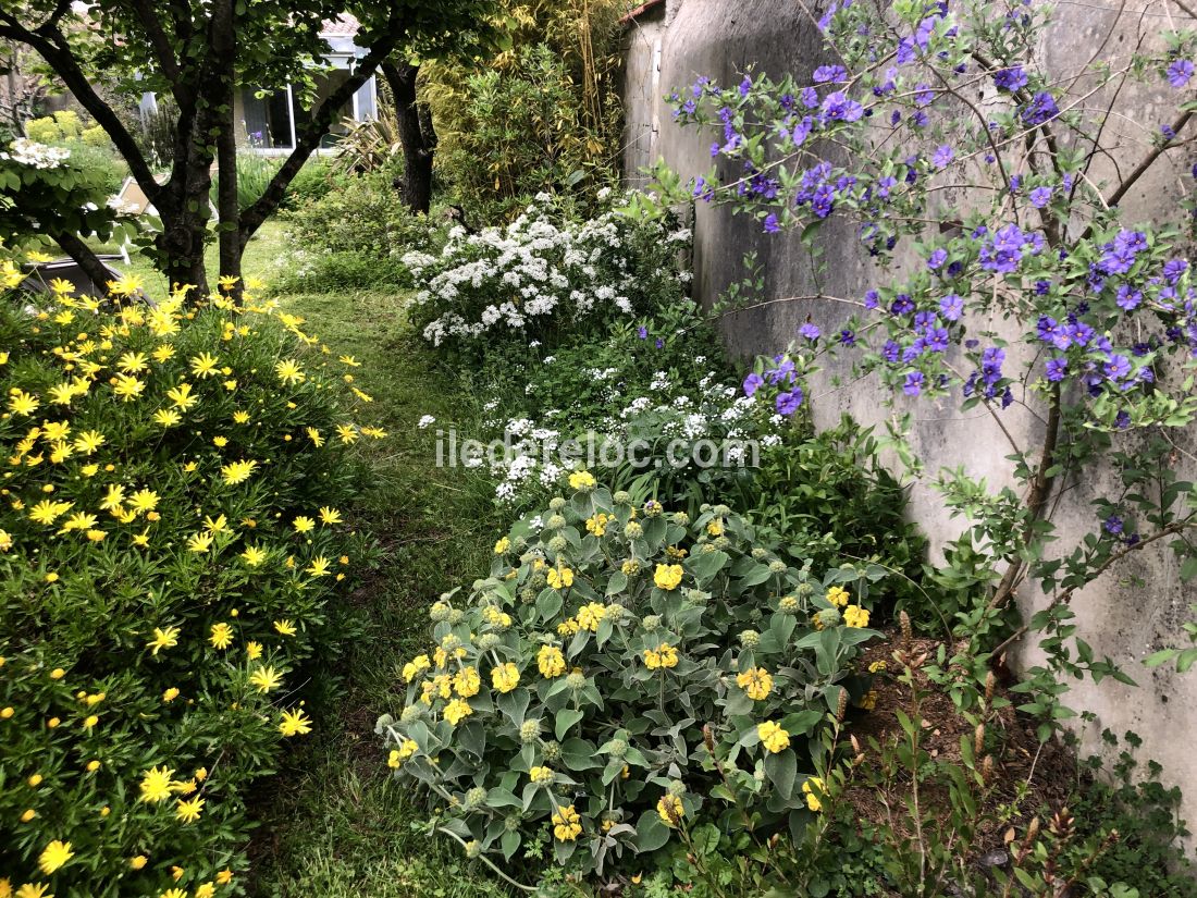 Photo 9 : JARDIN d'une maison située à Saint-Martin, île de Ré.