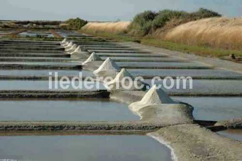 Photo 25 : AUTRE d'une maison située à Les Portes, île de Ré.