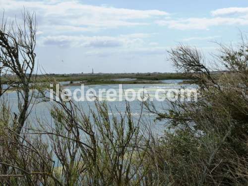 Photo 29 : AUTRE d'une maison située à Les Portes, île de Ré.