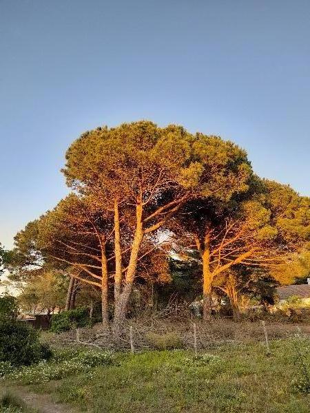 Photo 19 : EXTERIEUR d'une maison située à Les Portes-en-Ré, île de Ré.