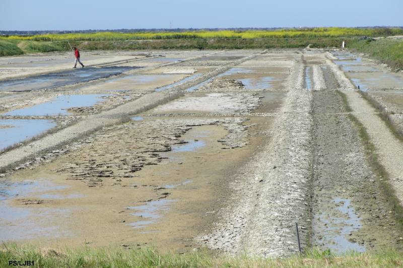 Photo 30 : NC d'une maison située à La Flotte-en-Ré, île de Ré.