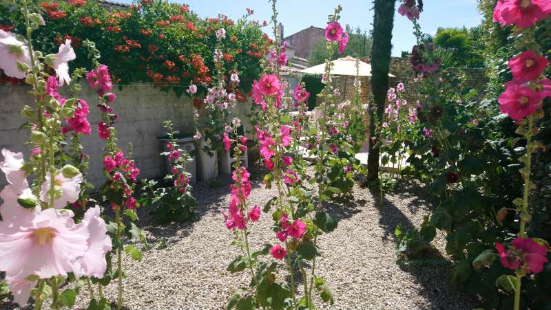 Photo 4 : JARDIN d'une maison située à La Couarde-sur-mer, île de Ré.