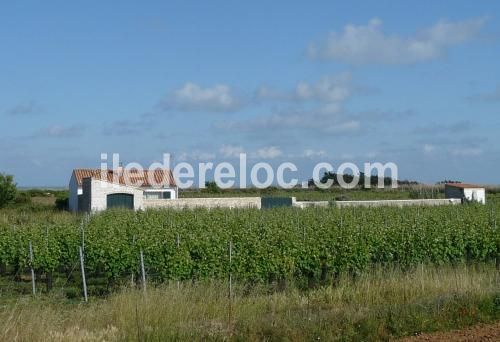 Photo 7 : EXTERIEUR d'une maison située à Sainte-Marie-de-Ré, île de Ré.