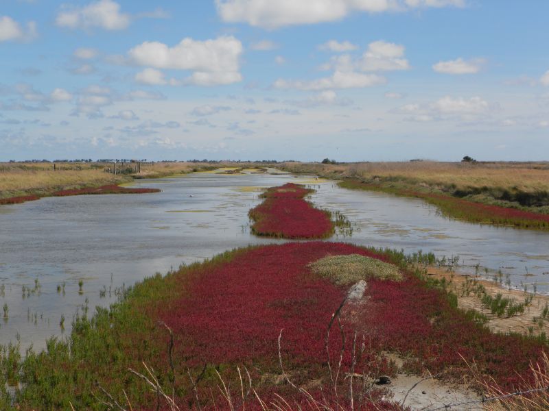 Photo 20 : NC d'une maison située à Ars en Ré, île de Ré.