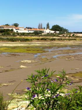 Photo 6 : NC d'une maison située à La Couarde-sur-mer, île de Ré.