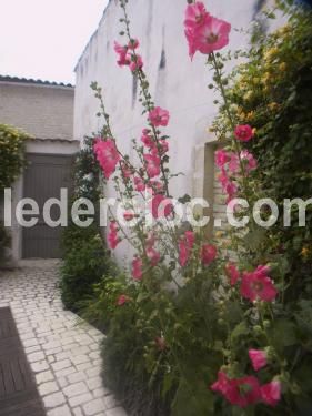 Photo 7 : JARDIN d'une maison située à Le Bois-Plage-en-Ré, île de Ré.