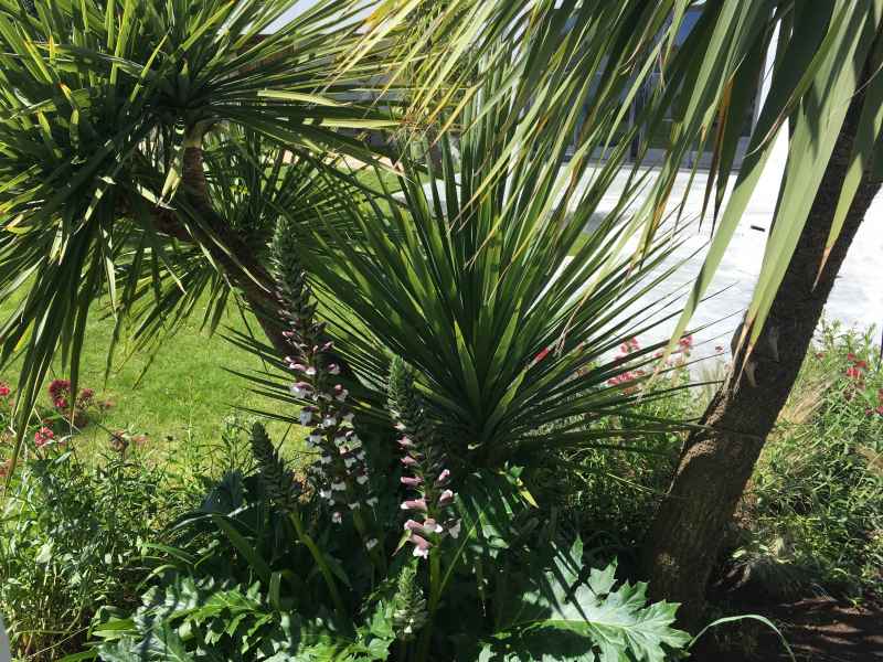 Photo 3 : JARDIN d'une maison située à Saint-Clément-des-Baleines, île de Ré.