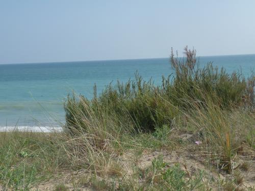 Photo 14 : NC d'une maison située à La Couarde-sur-mer, île de Ré.