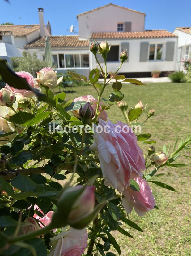 Photo 50 : EXTERIEUR d'une maison situ&eacute;e &agrave; Le Bois-Plage-en-R&eacute;, &icirc;le de R&eacute;.