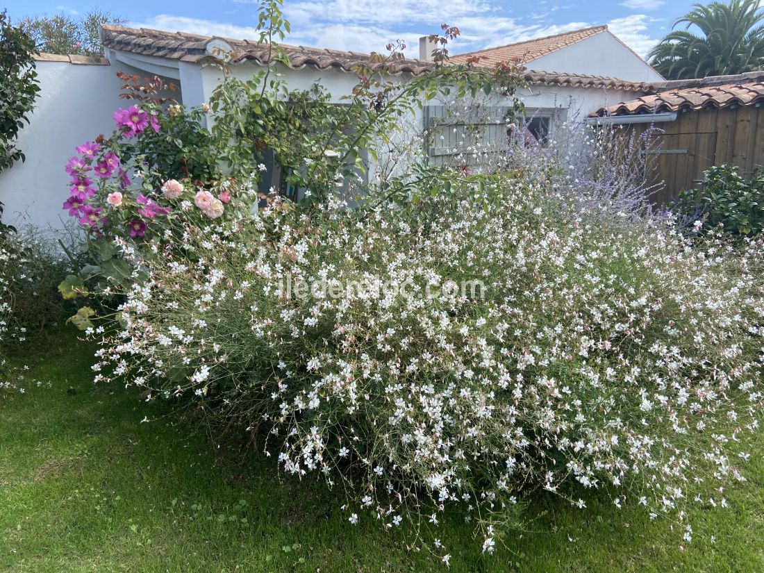 Photo 55 : JARDIN d'une maison situ&eacute;e &agrave; Le Bois-Plage-en-R&eacute;, &icirc;le de R&eacute;.
