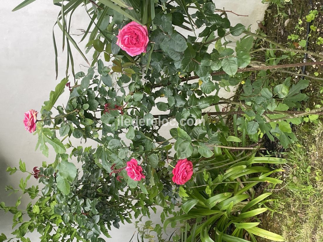 Photo 19 : JARDIN d'une maison située à Sainte-Marie-de-Ré, île de Ré.