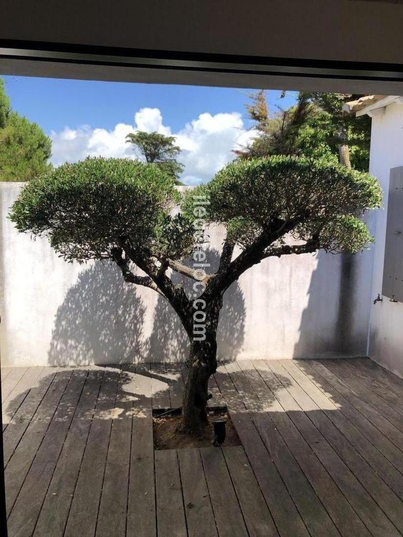 Photo 16 : PATIO d'une maison située à La Couarde-sur-mer, île de Ré.