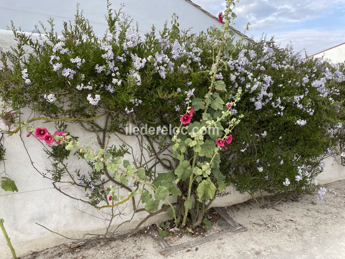 Photo 34 : ENTREE d'une maison située à La Couarde-sur-mer, île de Ré.