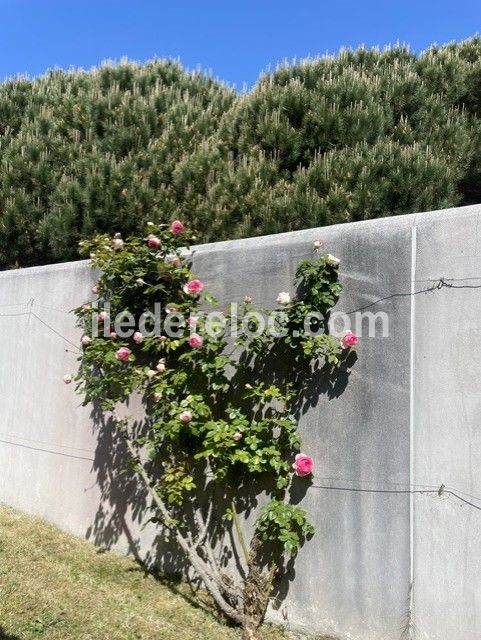 Photo 19 : JARDIN d'une maison situ&eacute;e &agrave; La Couarde-sur-mer, &icirc;le de R&eacute;.