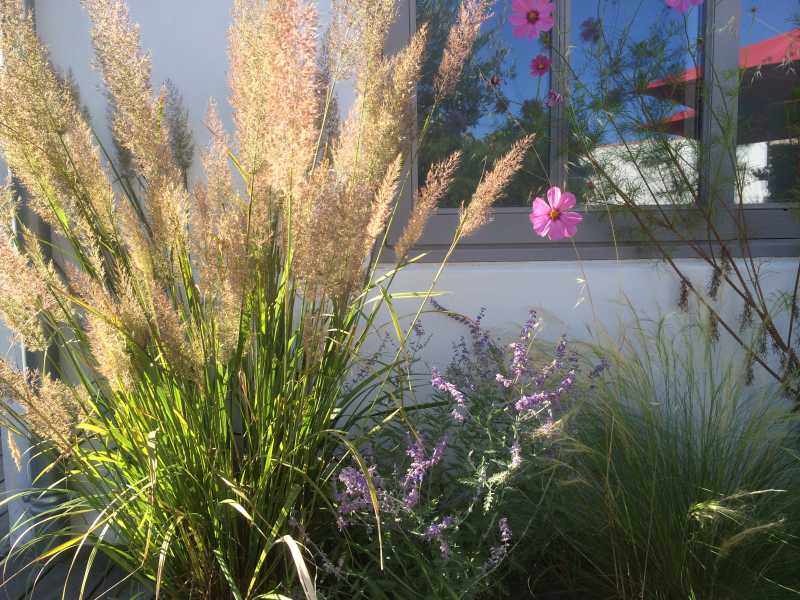 Photo 6 : JARDIN d'une maison située à Les Portes-en-Ré, île de Ré.