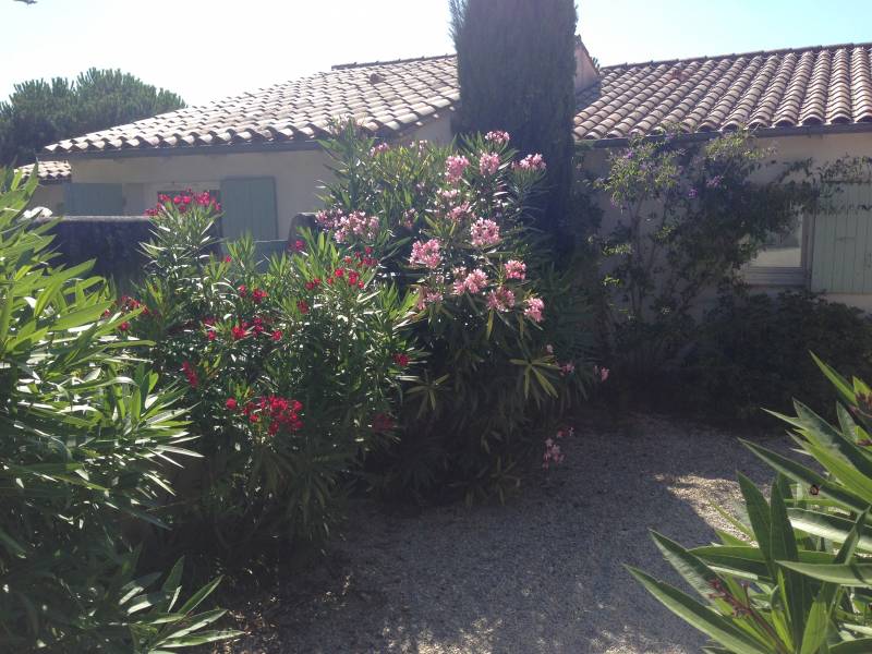 Photo 9 : JARDIN d'une maison située à Les Portes-en-Ré, île de Ré.