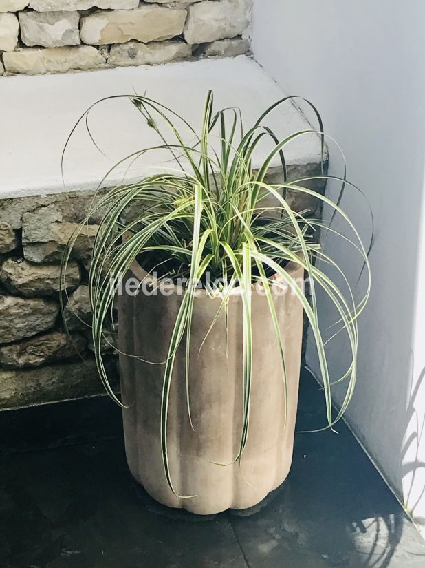 Photo 40 : PATIO d'une maison situ&eacute;e &agrave; Ars en R&eacute;, &icirc;le de R&eacute;.