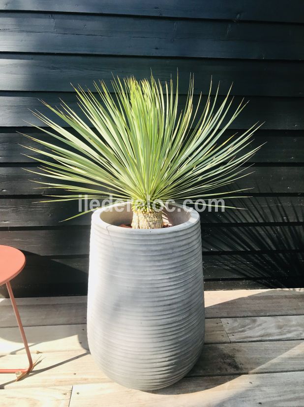 Photo 52 : TERRASSE d'une maison situ&eacute;e &agrave; Ars en R&eacute;, &icirc;le de R&eacute;.