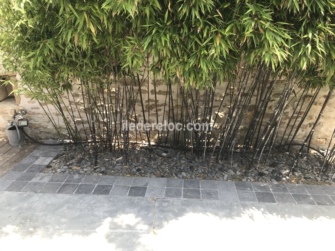 Photo 32 : TERRASSE d'une maison situ&eacute;e &agrave; Ars en R&eacute;, &icirc;le de R&eacute;.
