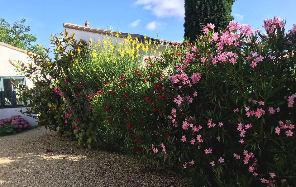 Photo 7 : NC d'une maison située à Ars en Ré, île de Ré.