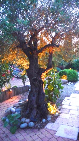Photo 25 : JARDIN d'une maison située à Le Bois-Plage, île de Ré.