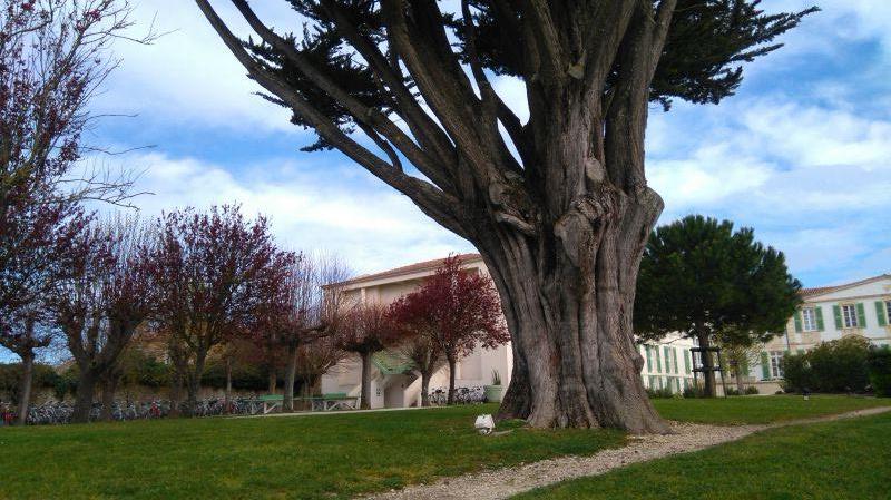 Photo 28 : JARDIN d'une maison située à Saint-Martin-de-Ré, île de Ré.