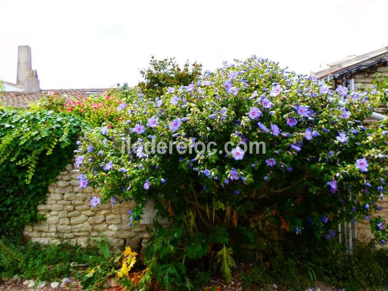 Photo 10 : NC d'une maison située à Saint-Martin-de-Ré, île de Ré.