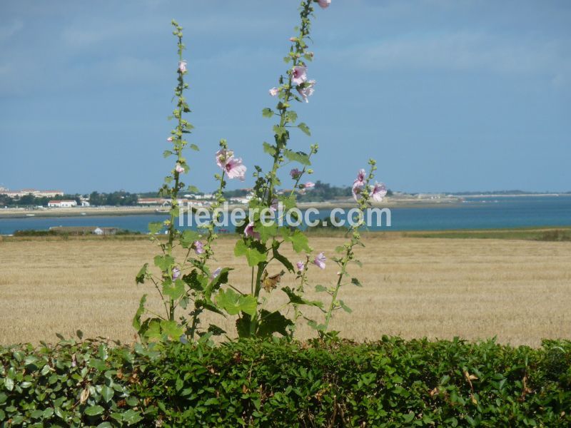 Photo 13 : EXTERIEUR d'une maison située à La Flotte-en-Ré, île de Ré.