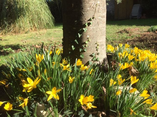 Photo 8 : JARDIN d'une maison située à Sainte-Marie-de-Ré, île de Ré.