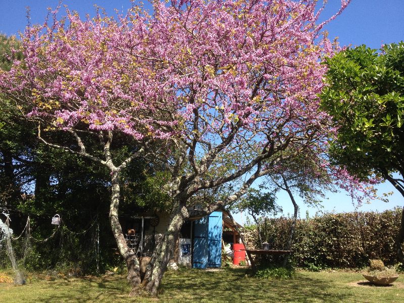 Photo 11 : NC d'une maison située à Sainte-Marie-de-Ré, île de Ré.