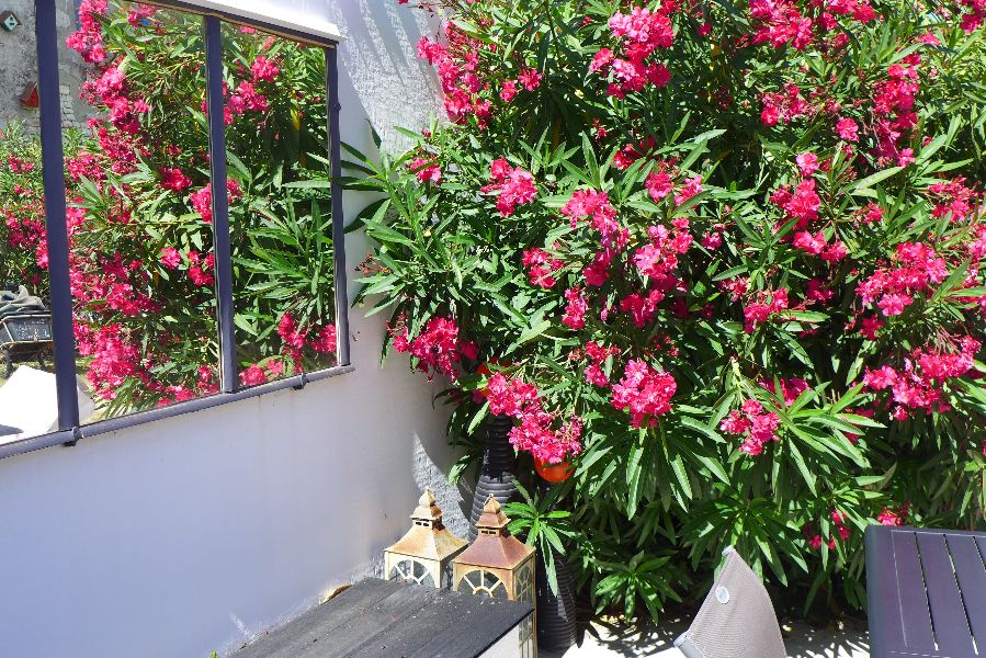 Photo 10 : NC d'une maison située à Sainte-Marie-de-Ré, île de Ré.