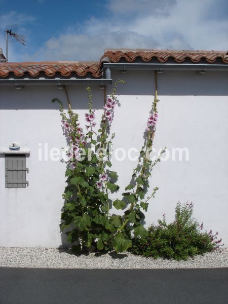 Photo 11 : EXTERIEUR d'une maison située à Rivedoux-Plage, île de Ré.