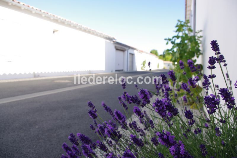 Photo 9 : EXTERIEUR d'une maison située à Rivedoux-Plage, île de Ré.