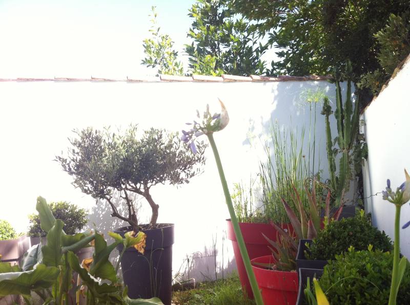 Photo 10 : NC d'une maison située à Ars en Ré, île de Ré.