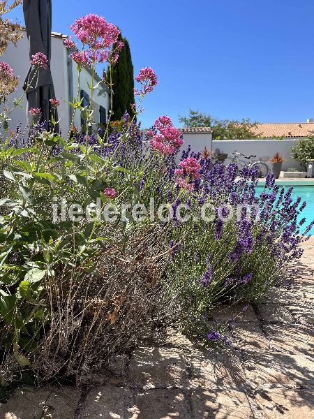 Photo 20 : JARDIN d'une maison située à Loix, île de Ré.