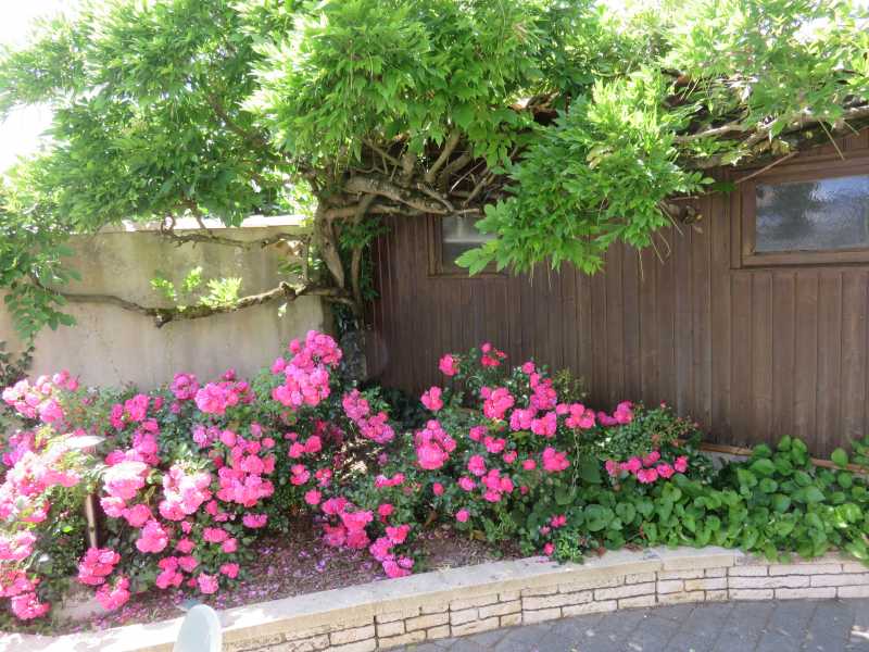 Photo 3 : JARDIN d'une maison située à Sainte-Marie-de-Ré, île de Ré.