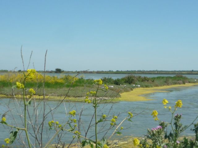 Photo 17 : NC d'une maison située à Les Portes-en-Ré, île de Ré.