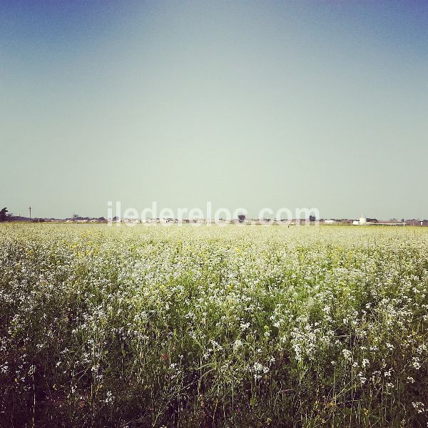 Photo 16 : NC d'une maison située à Saint-Clément-des-Baleines, île de Ré.