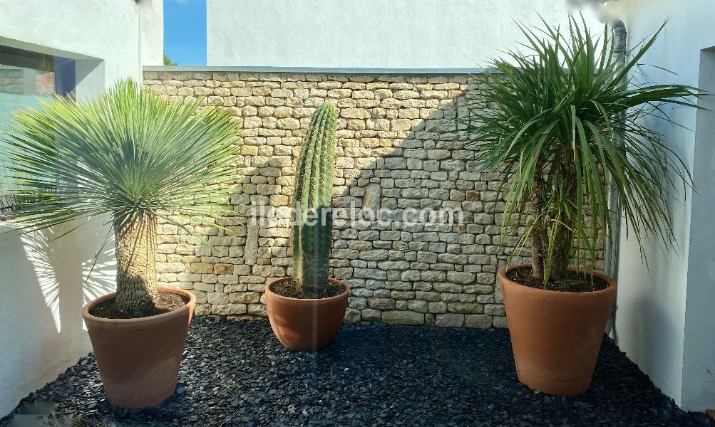 Photo 21 : PATIO d'une maison située à La Flotte-en-Ré, île de Ré.