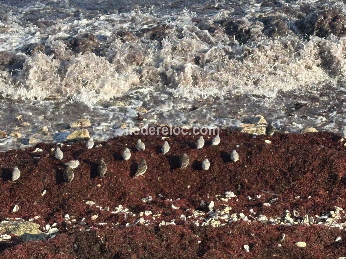 Photo 49 : NC d'une maison situ&eacute;e &agrave; Le Bois-Plage-en-R&eacute;, &icirc;le de R&eacute;.